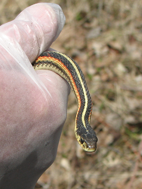 Red-sided Garter Snake