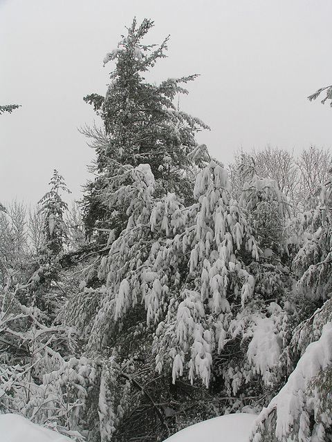 Snow Overload!