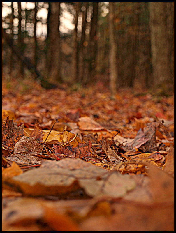 autumn trail