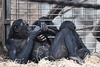 Mutter und Kind (Zoo Frankfurt)