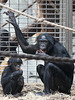 Mutter und Kind (Zoo Frankfurt)