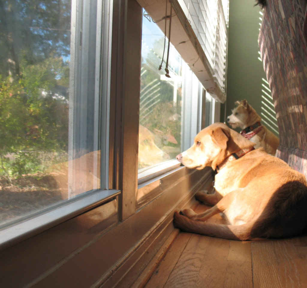 Guard dogs at work ...