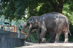 Zella und Pama (Wilhelma)