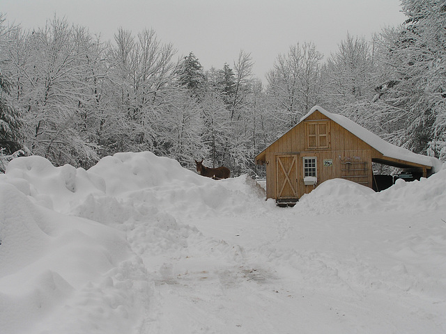 The Barn vs. The Snow