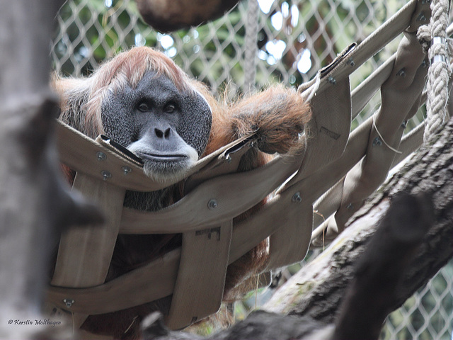 Charly hängt ab (Zoo Frankfurt)