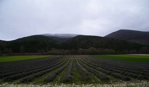 Champ de lavande...Hier !