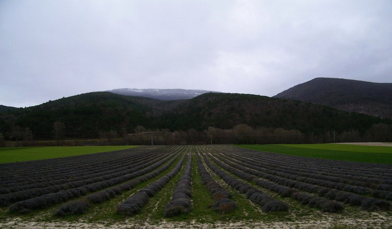 Champ de lavande...Hier !