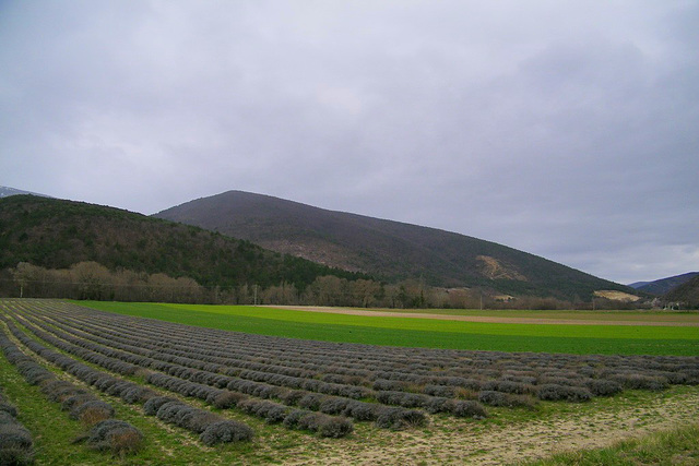 Champ de lavande...Hier !