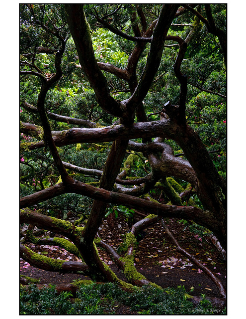 Japanese Garden bonsai tree