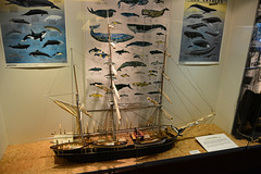 Concarneau 2014 – Musée de la Pêche – Whaler