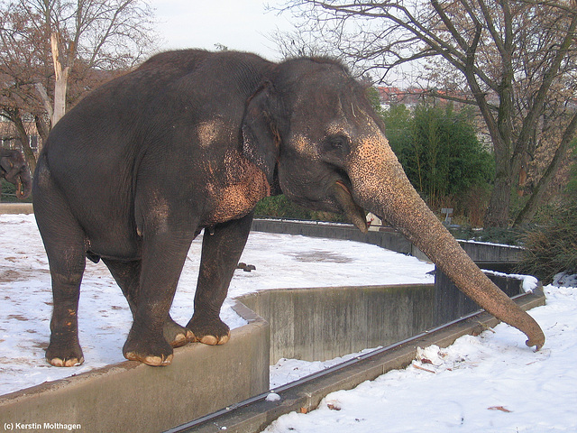 Zella im Schnee (Wilhelma)