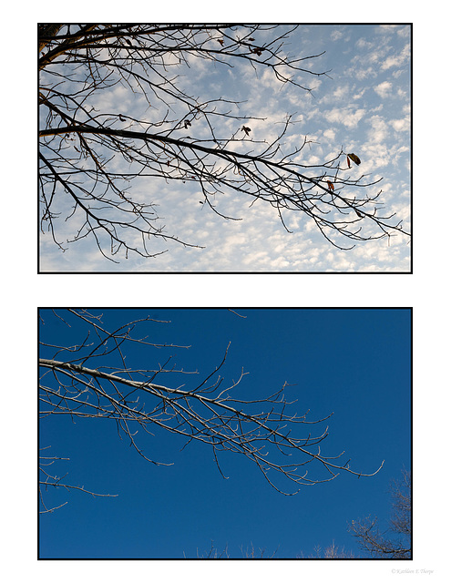 Trees Sky Diptych