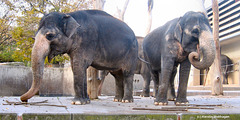 Elefanten (Wilhelma)