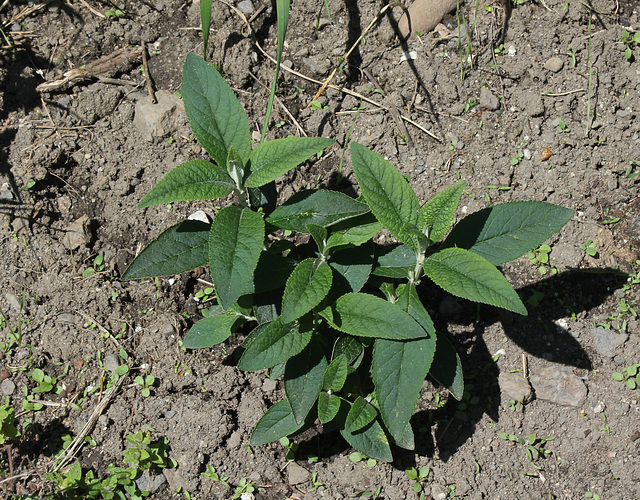 Buddleja x weyeriana'Sungold'