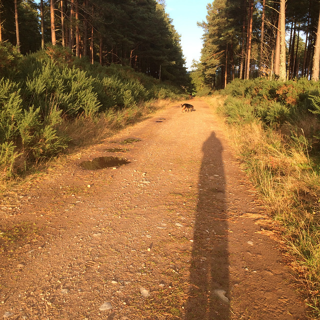 Evening shadows...