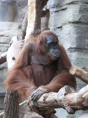 Orang-Utan (Zoo Frankfurt)