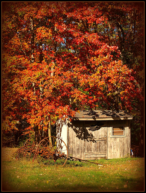 the little shed