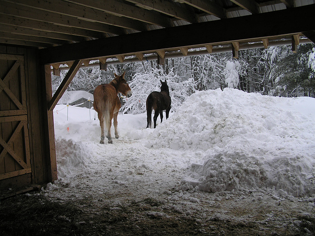 The Mule Cave