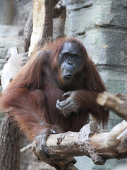 Orang-Utan (Zoo Frankfurt)