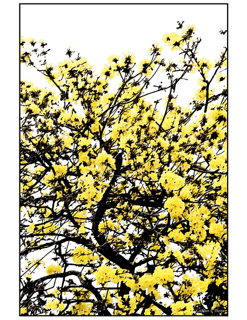 Tabebuia Tree in Sumi-e