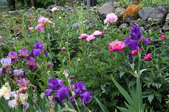 Iris et Pivoine