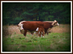 ~pastoral views~