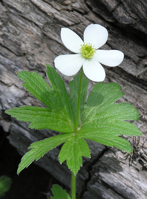 Canada Anemone