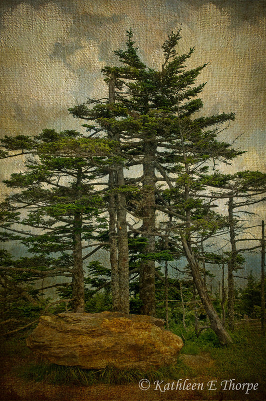 Mount Mitchell, NC Fir - Lenabem Texture