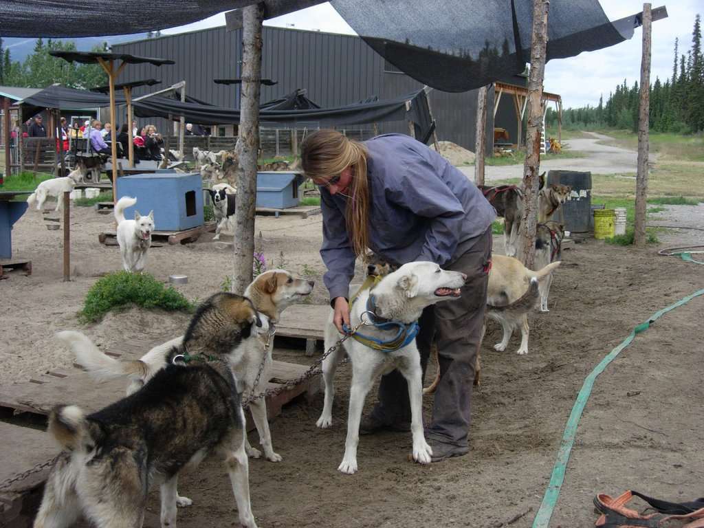One of two young women who train the dogs here.  She worked like mad to harness the dogs for our ride and was covered in dust that the dogs kick up as they run.  These dogs were so excited to go