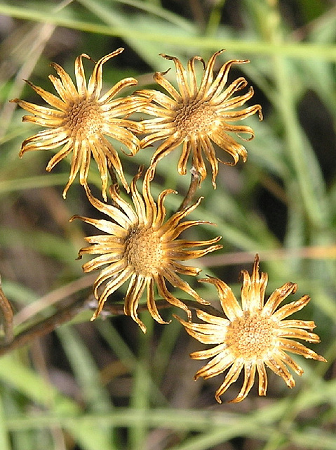 Silvery Ragwort