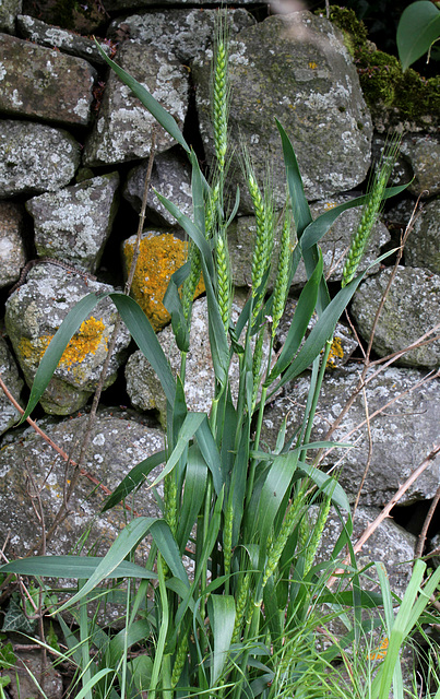 Avoir du blé