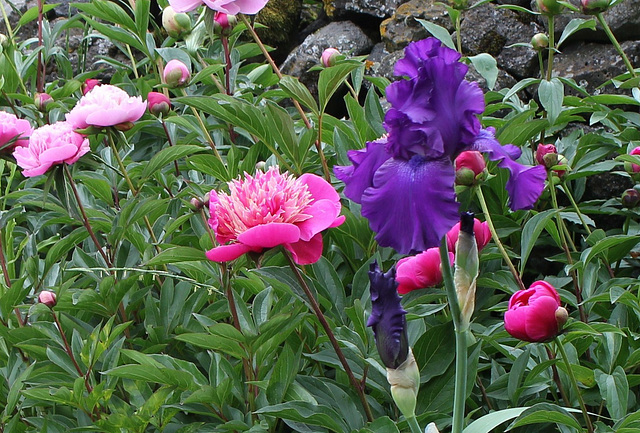 Iris et Pivoine (2)