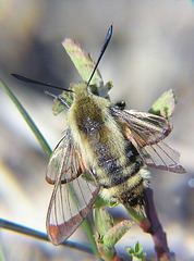 Snowberry Clearwing Moth