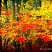 Autumn Glow - Dyrk Wyst Texture