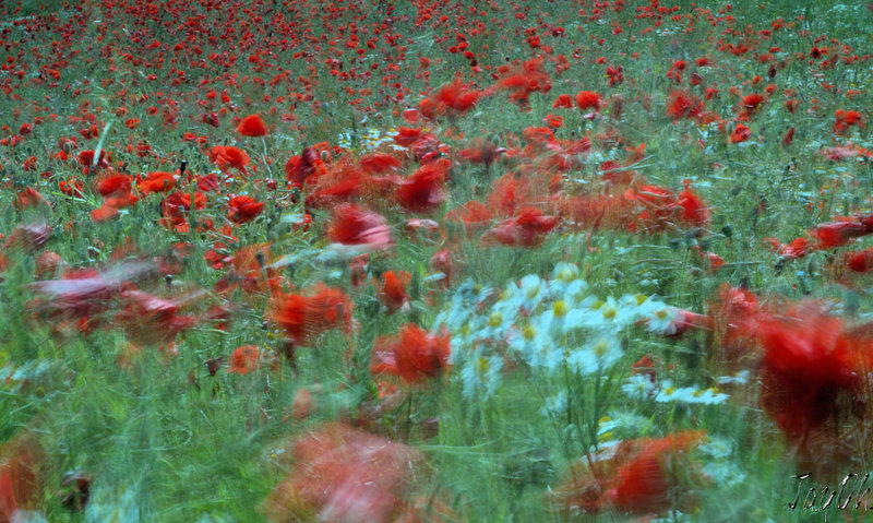 The Dancing Meadow