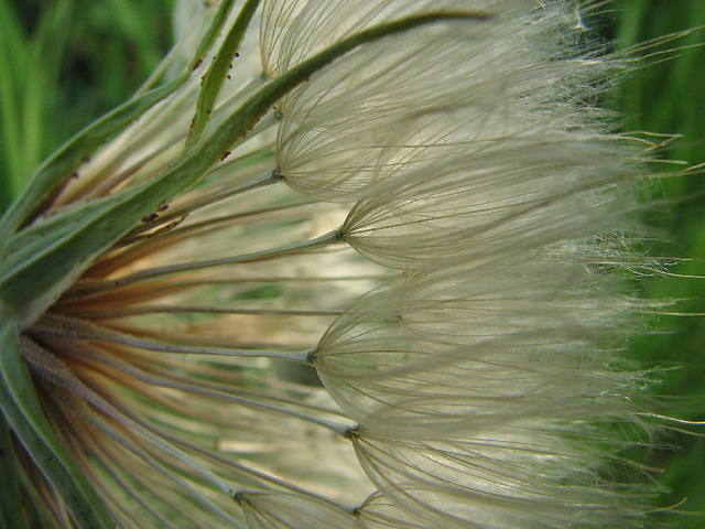 Goat's-beard