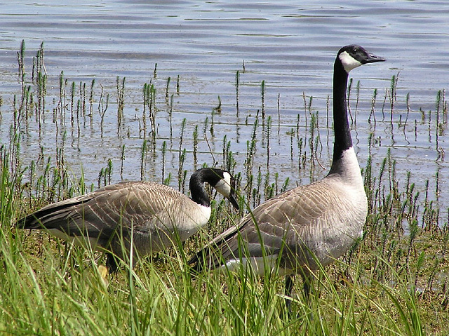 Canada Geese