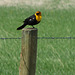 Yellow-headed Blackbird