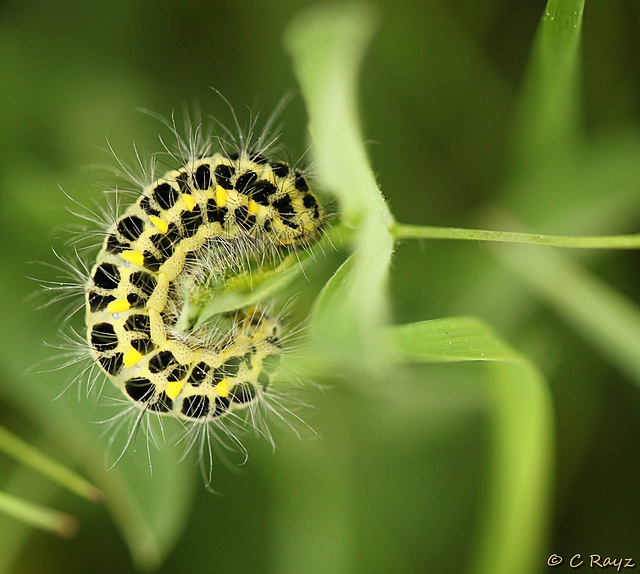 Narrow-bordered Five-spot Burnet Caterpillar