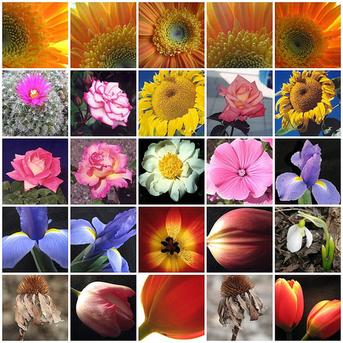 Garden flowers, mosaic 3