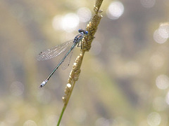 Damselfly on Sloughgrass