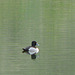 Ring-necked duck