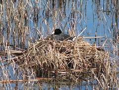 American Coot on nest