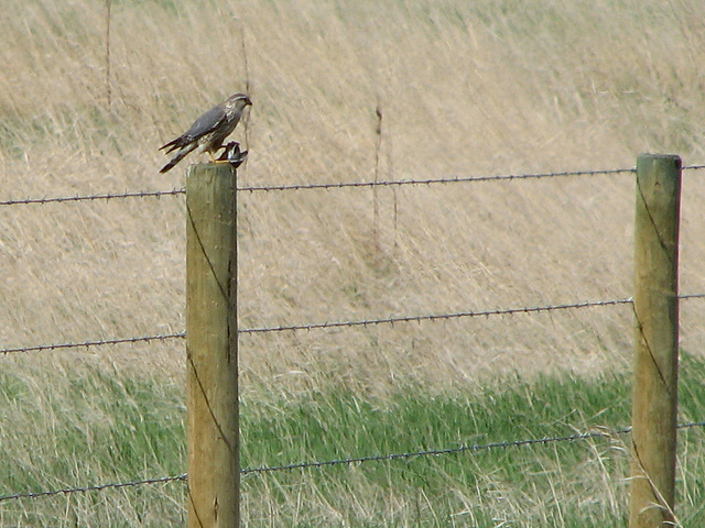 Merlin with Sparrow