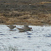 Stilt Sandpipers