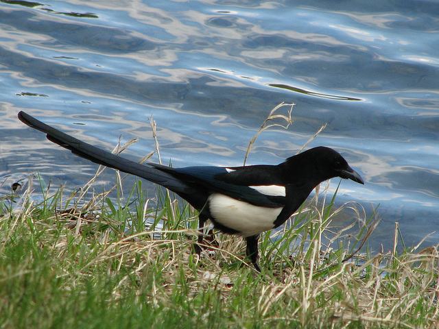 Black-billed Magpie