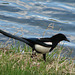 Black-billed Magpie