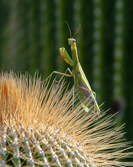 Gottesanbeterin, Mantis - 2013-10-17-_DSC9208