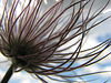Blowing in the wind