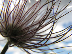 Blowing in the wind